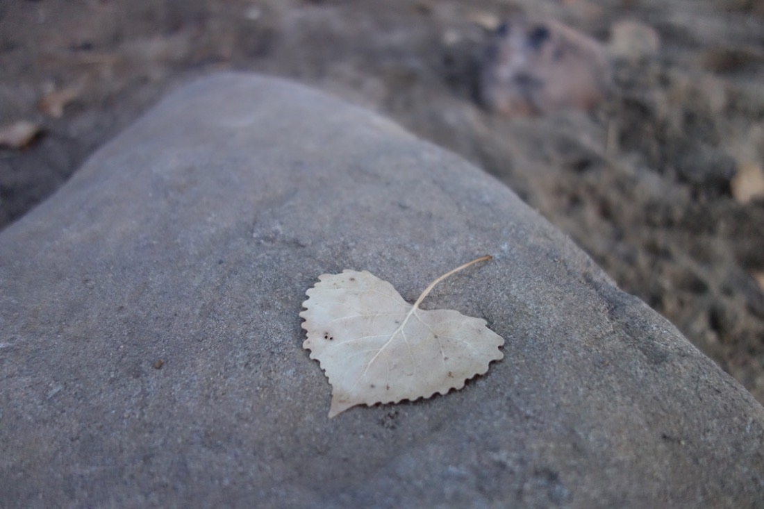 A pale, heart-shaped cottonwood leaf resting on a smooth grey stone