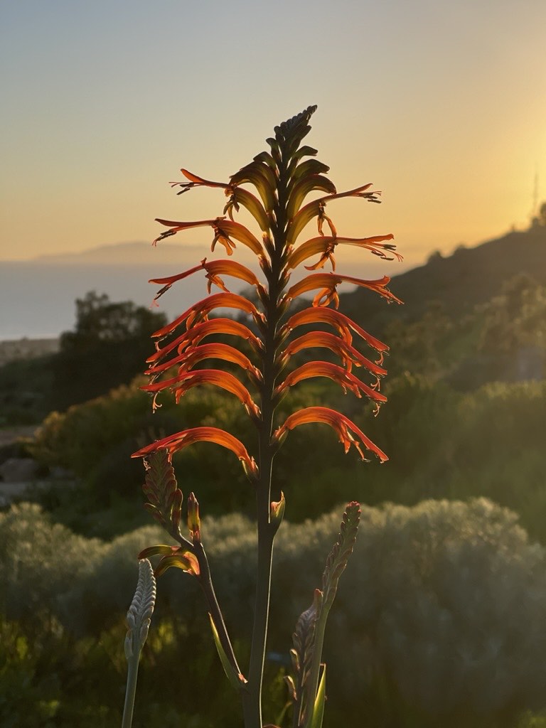 A spike of orange flowers backlit by the setting sun, with hills and the ocean softly blurred behind