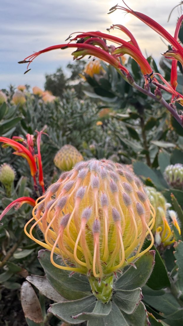 A yellow pincushion protea bloom in close-up, with red flowers and soft evening light behind
