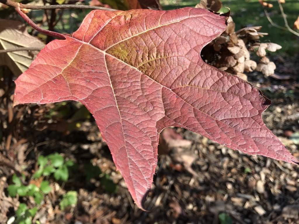 Close-up of a deep red leaf, its fine network of veins lit by the sun