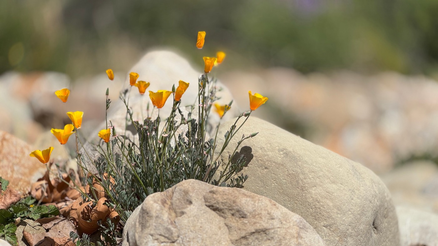 Orange California poppies growing among smooth river stones