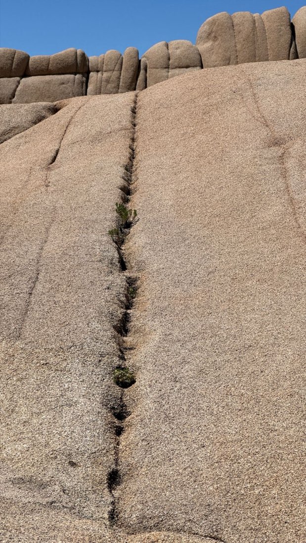 Small green plants growing from a long crack in a smooth granite rock face, blue sky above