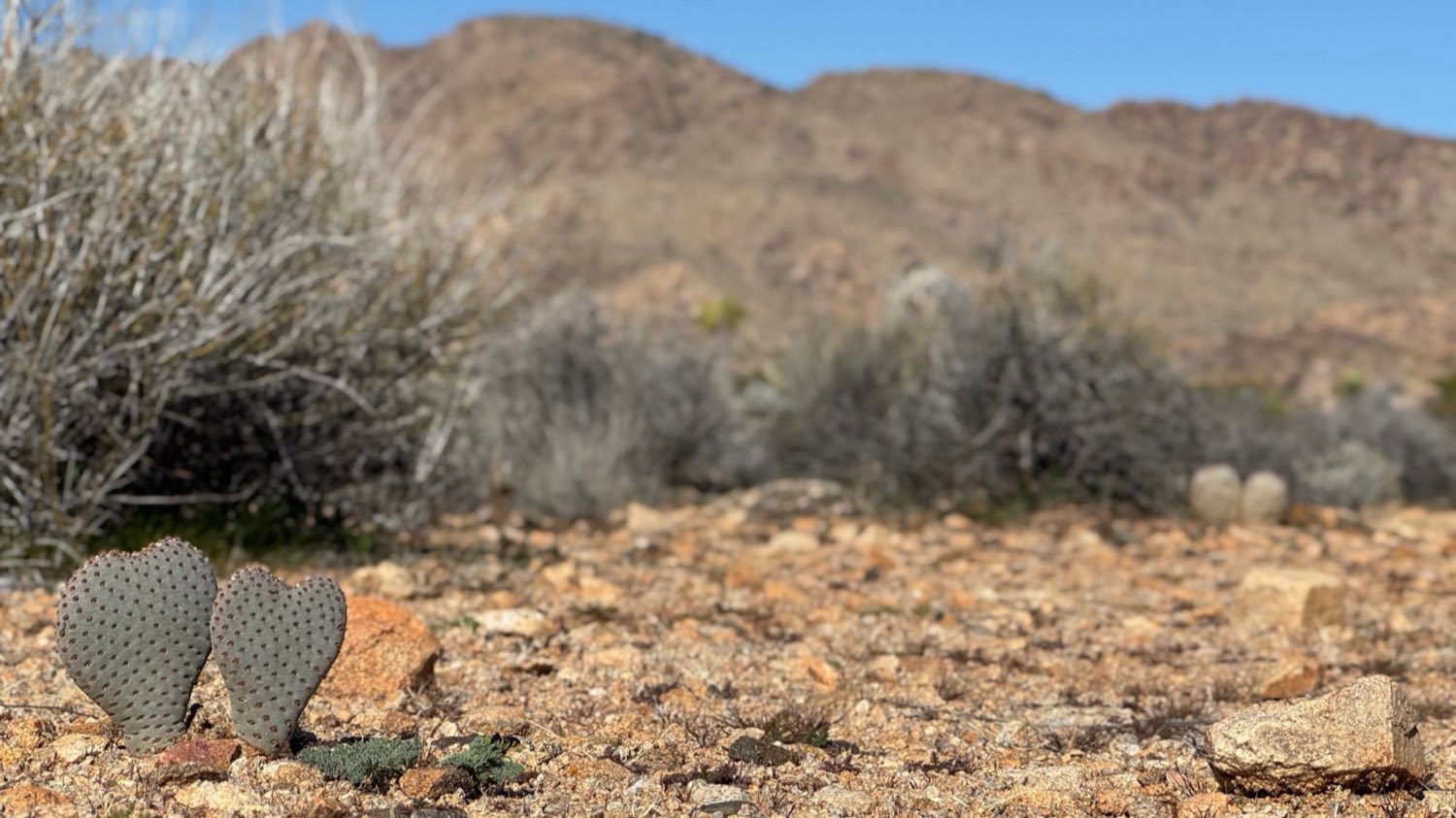 Two small heart-shaped cactus pads side by side on rocky desert ground, with soft-focus hills behind